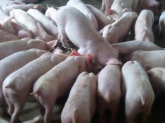 大型养猪场粪便怎么处理？
