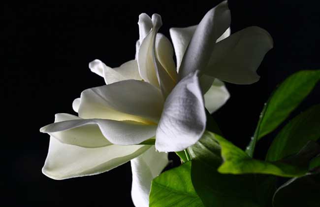 栀子花的<a href=https://www.dadasou.com/ny/yangzhi/ target=_blank class=infotextkey>养殖</a>方法和注意事项