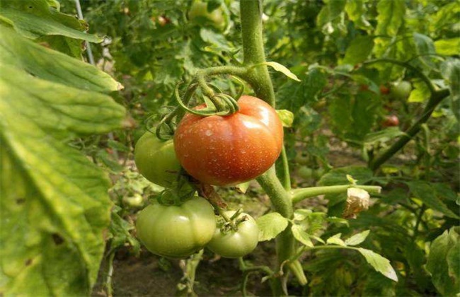 如何预防番茄的早衰