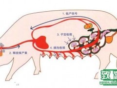 养猪人必看,催产素的合理使用