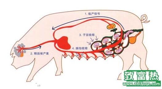 养猪人必看，催产素的合理使用