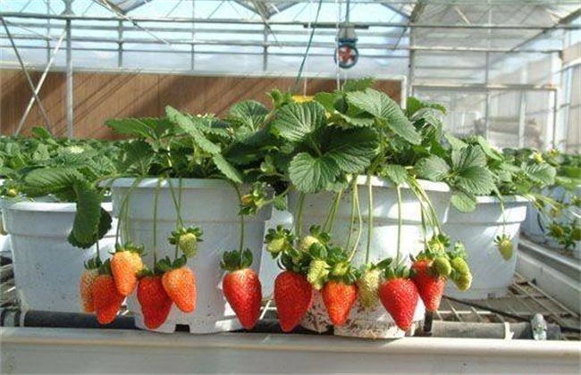 高产 草莓 栽培技术