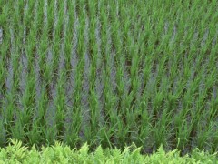 丙草胺除草剂使用方法,水稻田专用