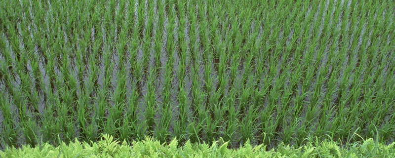 丙草胺除草剂使用方法，水稻田专用