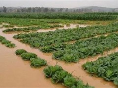 暴雨后蔬菜怎么管理