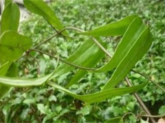 土茯苓的种植技术