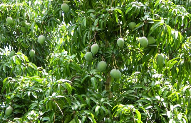 芒果盆栽种植方法