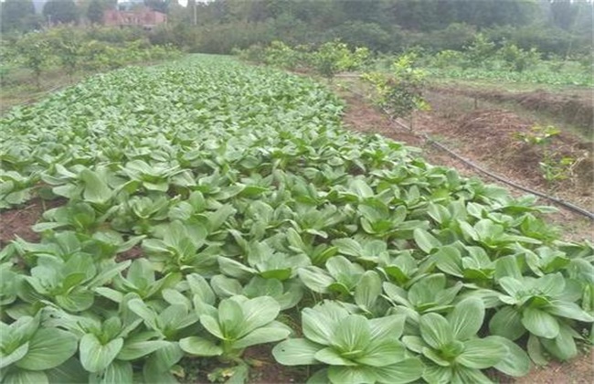 上海青种植注意事项