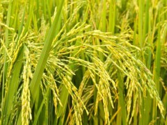 我国现存最早总结江南水稻地区栽培技术的一部农书是什么？