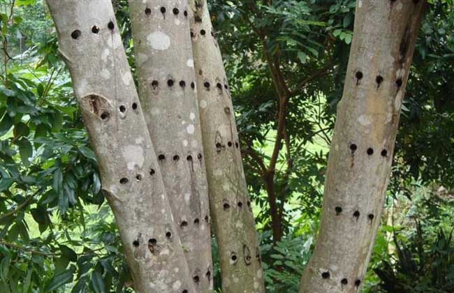 沉香树的<a href=https://www.dadasou.com/ny/zhongzhi/ target=_blank class=infotextkey>种植</a>条件