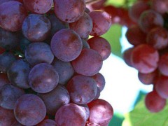 中原地区种植葡萄始于什么时候？