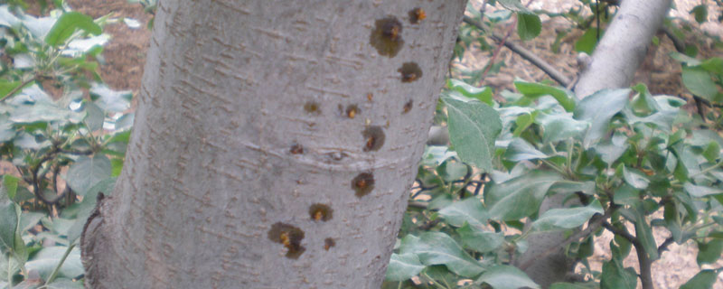 <a href=https://www.dadasou.com/news/103375.html target=_blank class=infotextkey>苹果</a>干腐病怎么防治