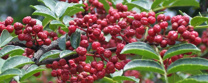 花椒北方可以<a href=https://www.dadasou.com/ny/zhongzhi/ target=_blank class=infotextkey>种植</a>吗