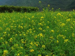 油菜地用什么除草剂,针对不同类型的杂草用不同的除草剂