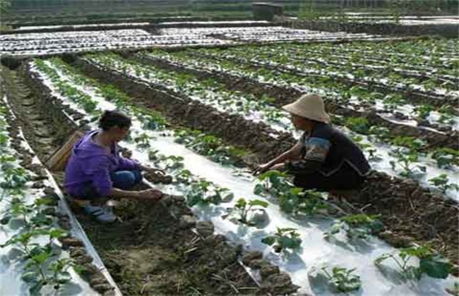 蔬菜低温防冻技术