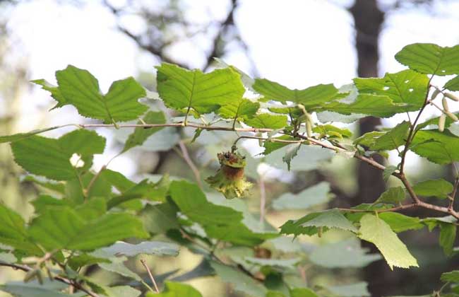 榛子树种植条件