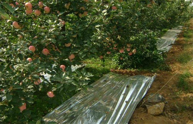 苹果园 铺反光膜 作用
