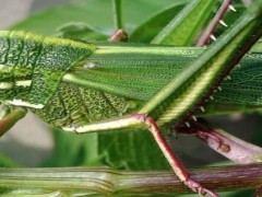 蝗虫打什么杀虫剂有效？
