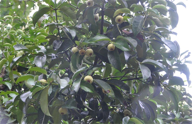 山竹 肥水 管理