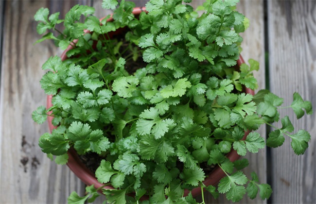 香菜 高产 种植方法