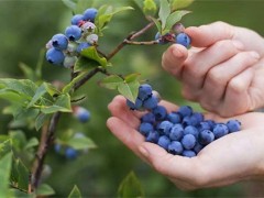 蓝莓肥害是什么原因