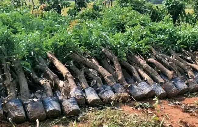 荔枝 高压繁殖 繁殖技术