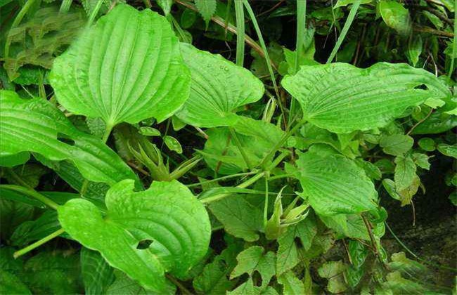 百部 种植管理 田间管理