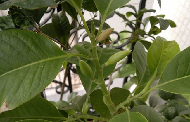 白兰花病虫害防治技术