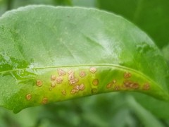 春雷中生霉素治什么病？