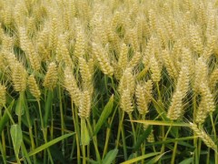 小麦拌种剂配方及制作？