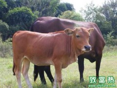 怎么治疗牛的食管堵塞