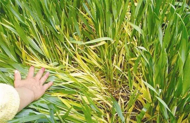 小麦黄化原因及防治方法