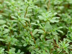 专杀马齿笕的除草剂是啥？