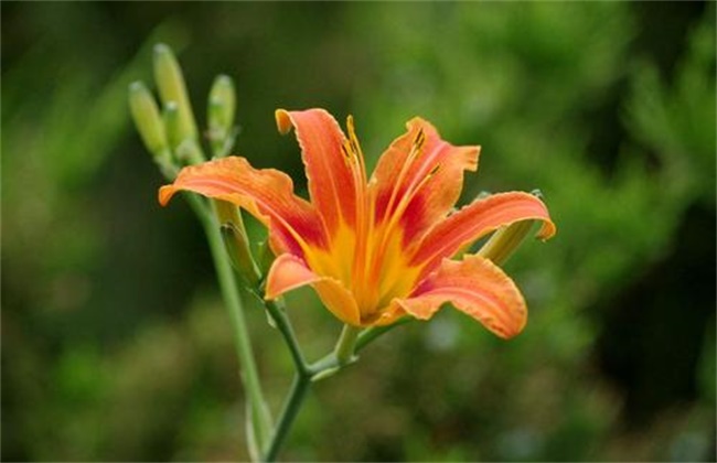 忘忧草的养护方法