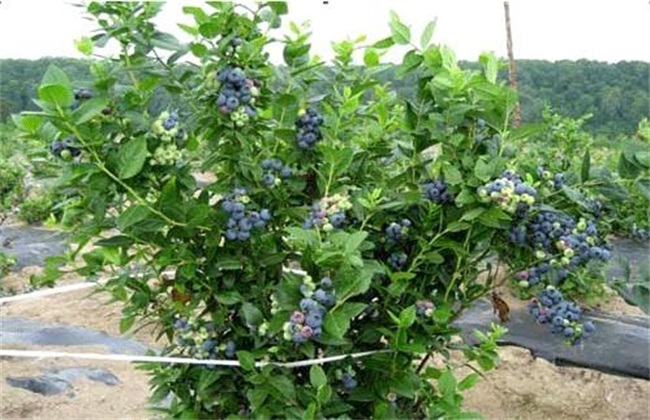 蓝莓肥害 预防措施