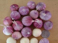 紫皮大蒜的栽培技术