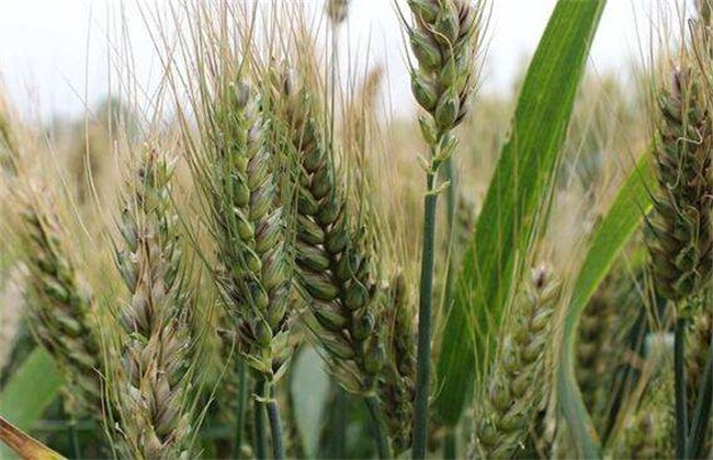 春小麦 产量低 原因