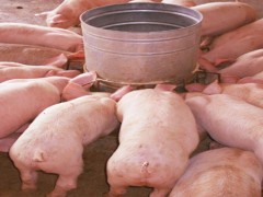 中国还进口美国猪肉吗？