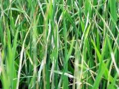 稻纵卷叶螟防治技术