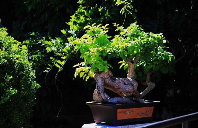 室内盆景植物