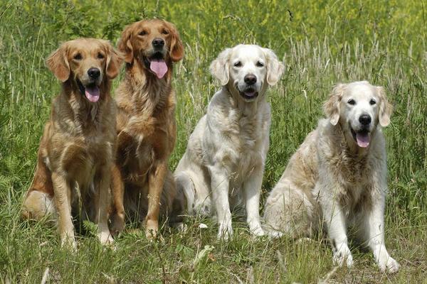 犬瘟热抽搐症状及治疗方法 犬瘟热抽搐多久会死