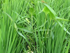 克无踪除草剂能除根吗？