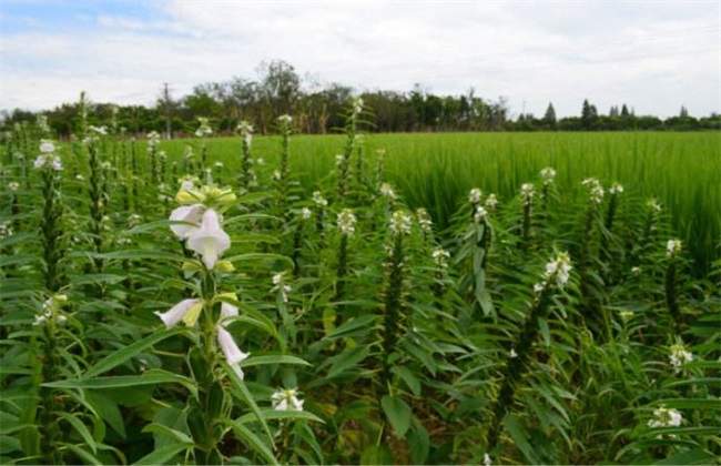 芝麻苗期 管理重点