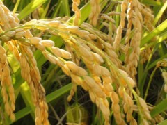 鑫丰优868水稻品种？