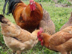 k9鸡和九斤黄鸡区别?