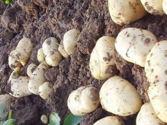 荷兰十五土豆品种介绍？