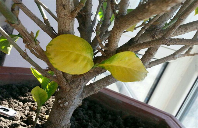 月季花黄叶原因 月季花黄叶
