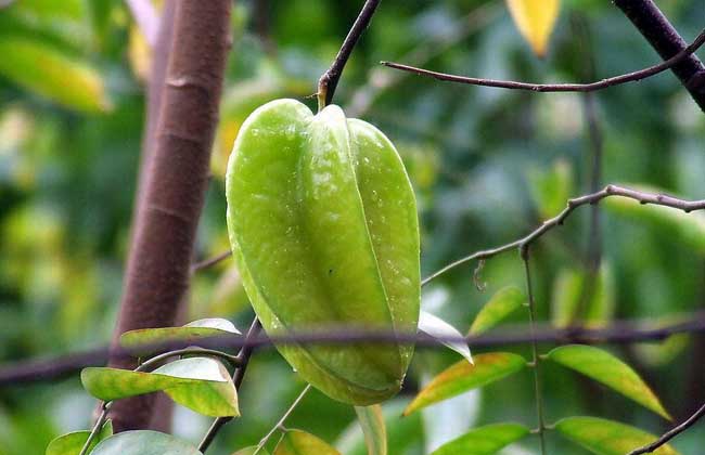 杨桃树种植技术