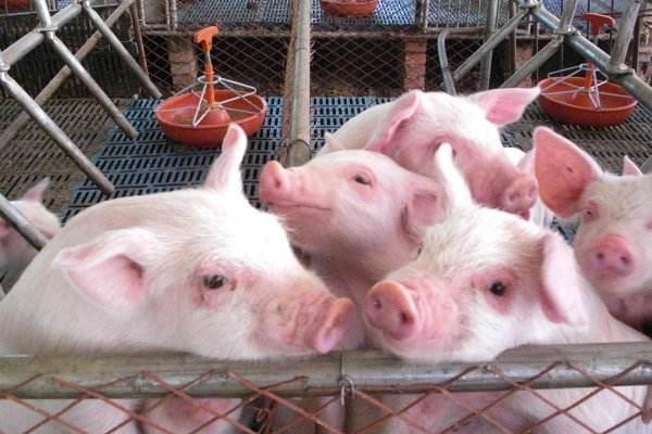 猪传染病的预防措施