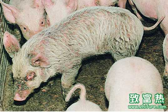 猪疥螨病的临床症状及防治措施
